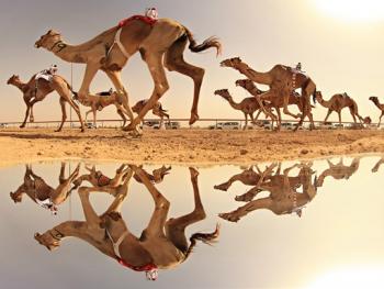 阿联酋动物赛跑